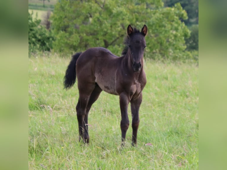 American Quarter Horse Hengst Fohlen (04/2024) 153 cm Roan-Blue in Breitenbach