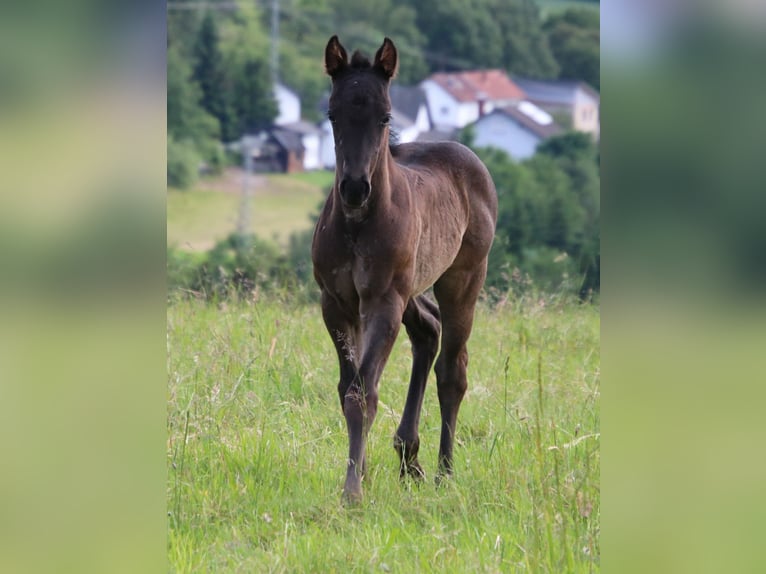 American Quarter Horse Hengst Fohlen (04/2024) 153 cm Roan-Blue in Breitenbach