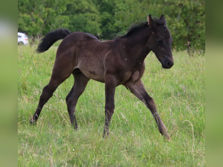 American Quarter Horse Hengst Fohlen (04/2024) 153 cm Roan-Blue in Breitenbach