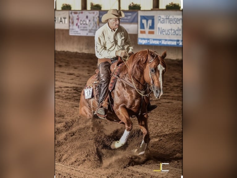 American Quarter Horse Hengst Fohlen (06/2026) 154 cm Brauner in Bad Zwischenahn