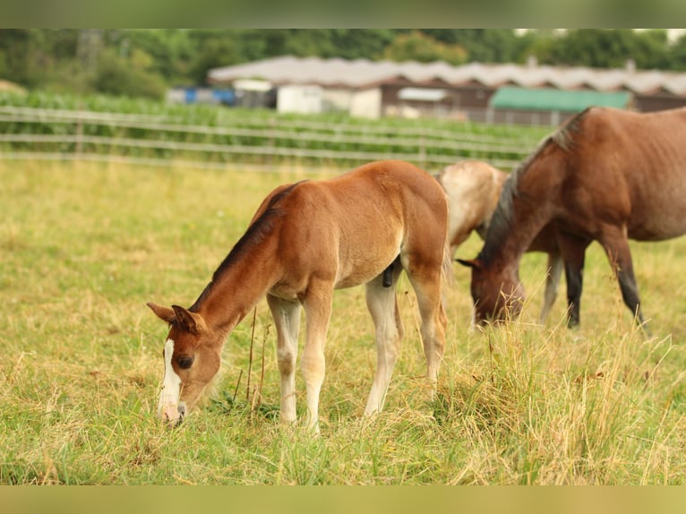 American Quarter Horse Hengst  154 cm Brauner in Waldshut-Tiengen