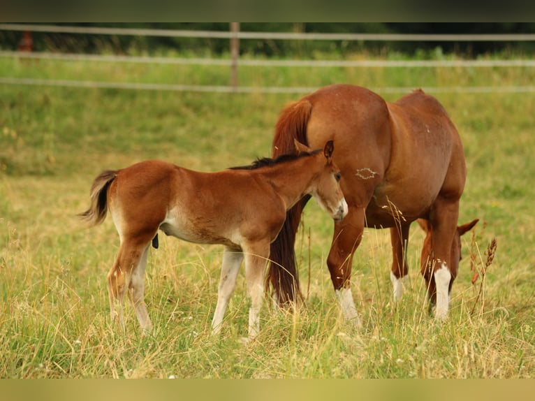 American Quarter Horse Hengst  154 cm Brauner in Waldshut-Tiengen