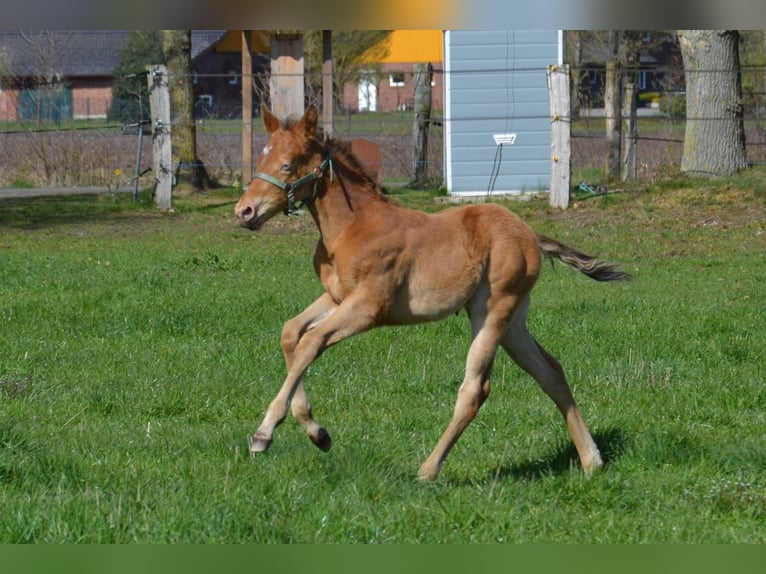 American Quarter Horse Hengst Fohlen (03/2026) 154 cm Champagne in Nordhorn