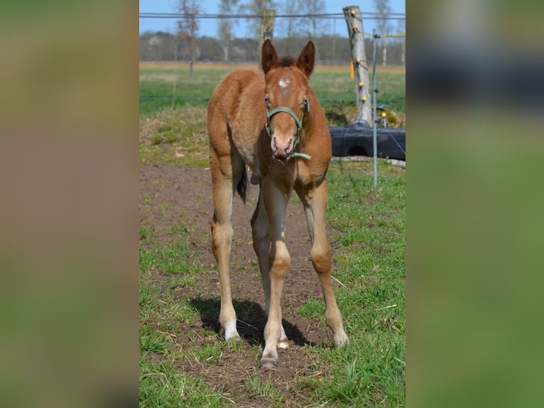American Quarter Horse Hengst Fohlen (03/2026) 154 cm Champagne in Nordhorn