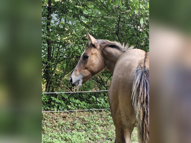 American Quarter Horse Hengst Fohlen (04/2024) 154 cm Falbe in Ternitz