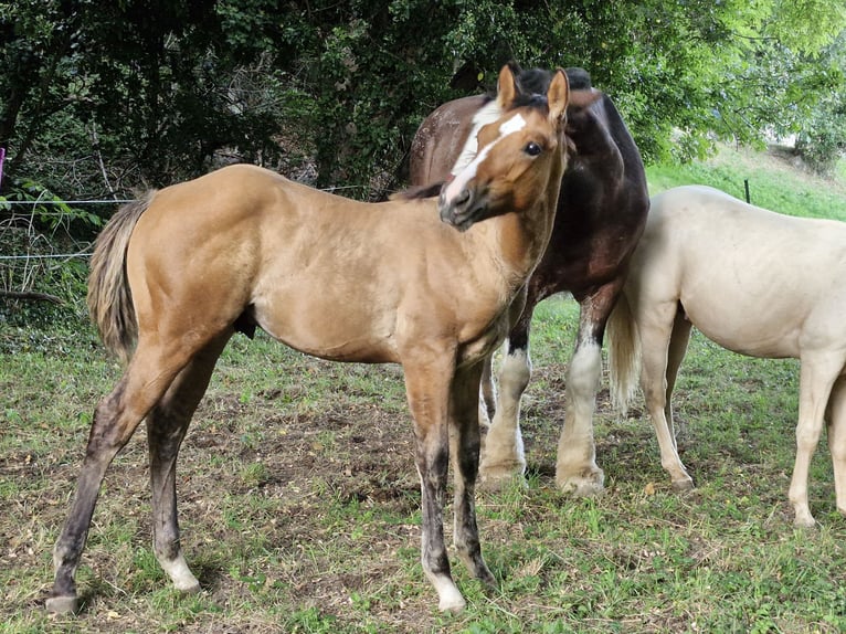 American Quarter Horse Hengst Fohlen (04/2024) 154 cm Falbe in Ternitz