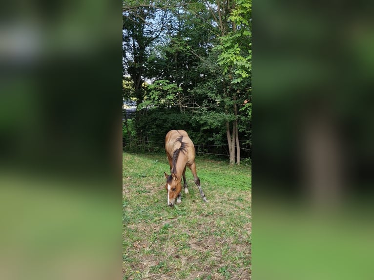 American Quarter Horse Hengst Fohlen (04/2024) 154 cm Falbe in Ternitz