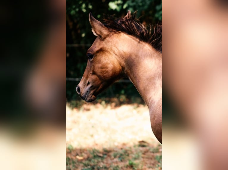 American Quarter Horse Hengst Fohlen (04/2024) 154 cm Falbe in Ternitz