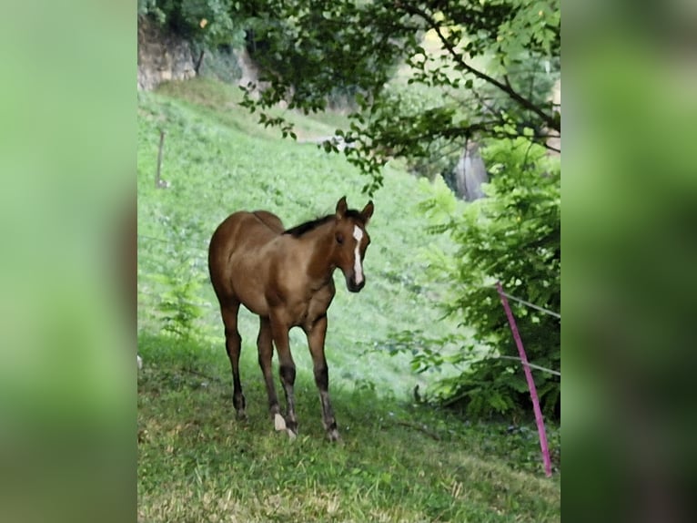 American Quarter Horse Hengst Fohlen (04/2024) 154 cm Falbe in Ternitz