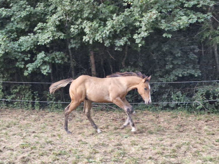 American Quarter Horse Hengst Fohlen (04/2024) 154 cm Falbe in Ternitz