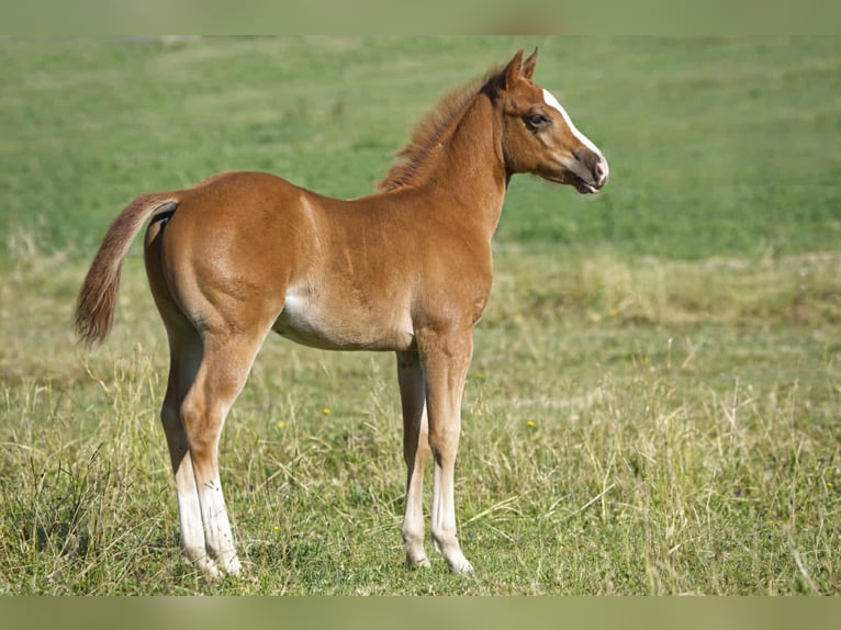 American Quarter Horse Hengst Fohlen (04/2025) 154 cm Fuchs in Igling