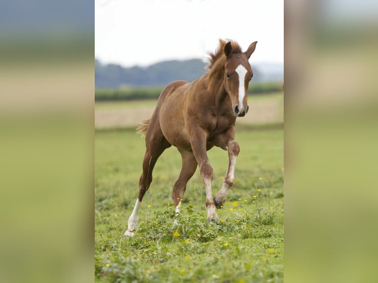 American Quarter Horse Hengst Fohlen (04/2025) 154 cm Fuchs in Igling