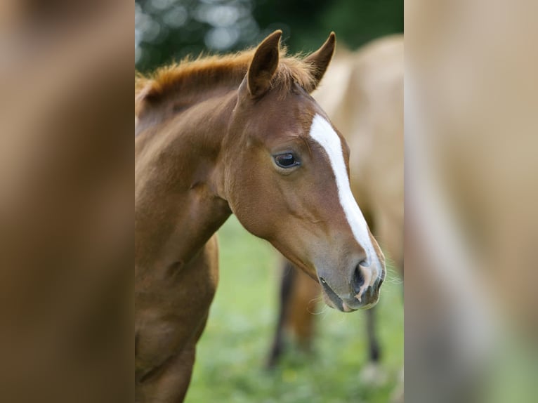 American Quarter Horse Hengst Fohlen (04/2025) 154 cm Fuchs in Igling