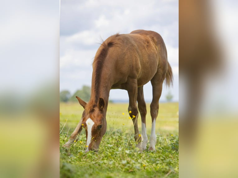 American Quarter Horse Hengst Fohlen (04/2025) 154 cm Fuchs in Igling