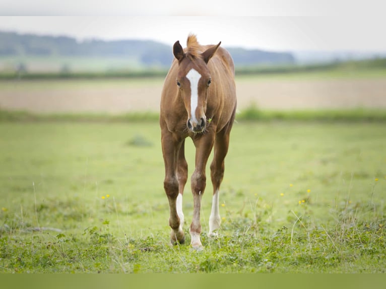 American Quarter Horse Hengst Fohlen (04/2025) 154 cm Fuchs in Igling