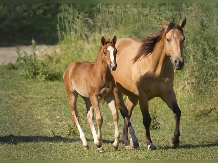 American Quarter Horse Hengst Fohlen (04/2025) 154 cm Fuchs in Igling