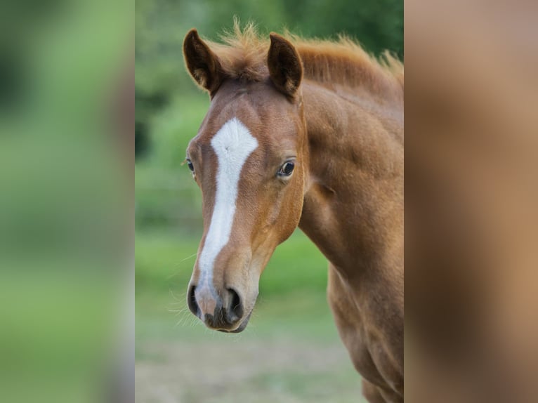 American Quarter Horse Hengst Fohlen (04/2025) 154 cm Fuchs in Igling