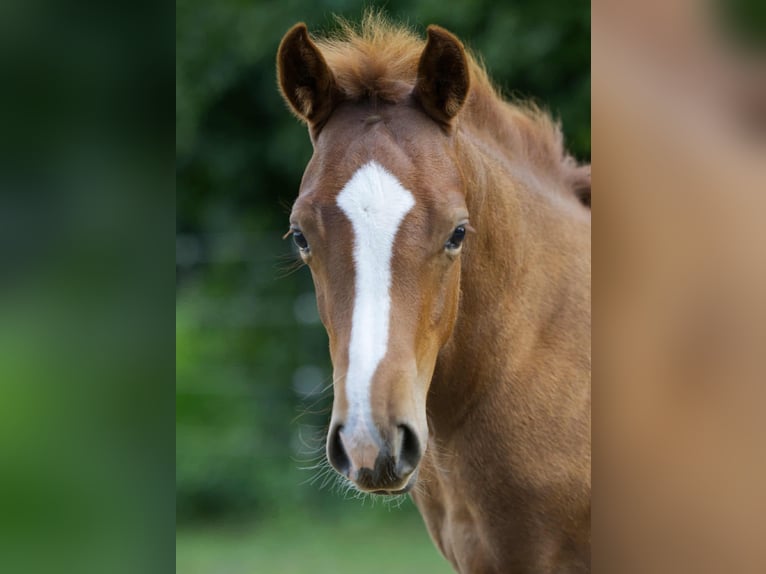 American Quarter Horse Hengst Fohlen (04/2025) 154 cm Fuchs in Igling