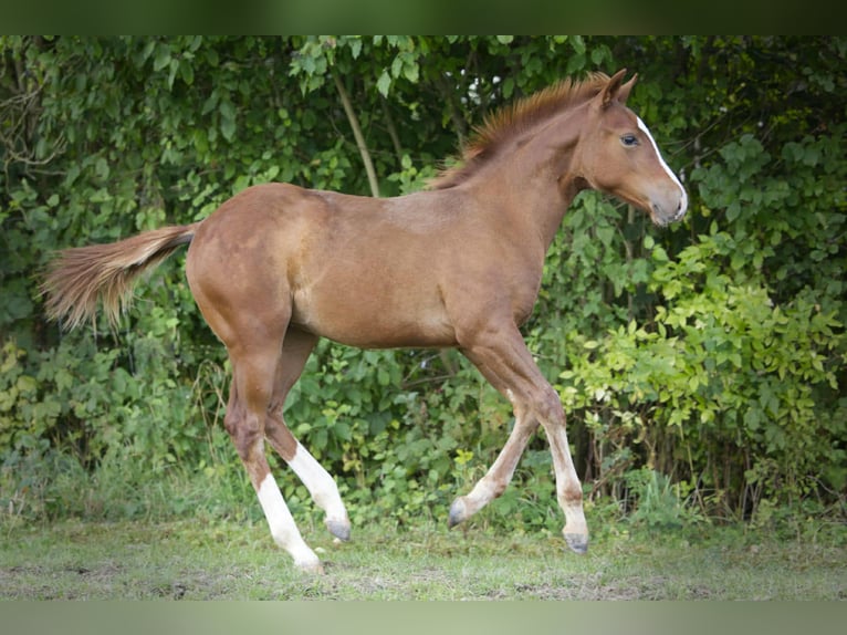 American Quarter Horse Hengst Fohlen (04/2025) 154 cm Fuchs in Igling