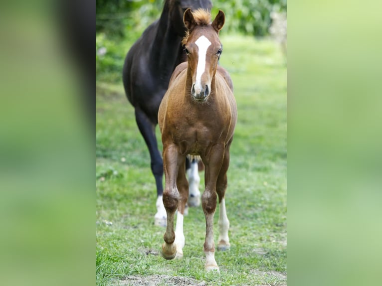 American Quarter Horse Hengst Fohlen (04/2025) 154 cm Fuchs in Igling