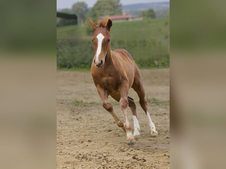 American Quarter Horse Hengst Fohlen (04/2025) 154 cm Fuchs in Igling