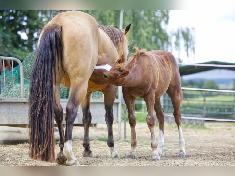 American Quarter Horse Hengst Fohlen (04/2025) 154 cm Fuchs in Igling