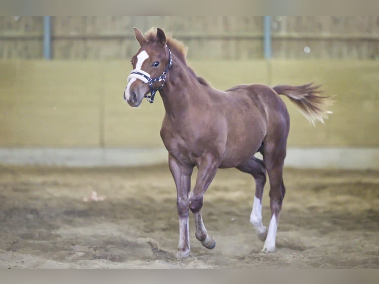 American Quarter Horse Hengst Fohlen (04/2025) 154 cm Fuchs in Igling