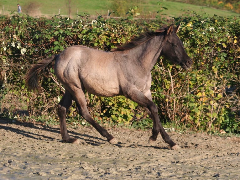 American Quarter Horse Hengst Fohlen (03/2024) 154 cm Grullo in Düsseldorf