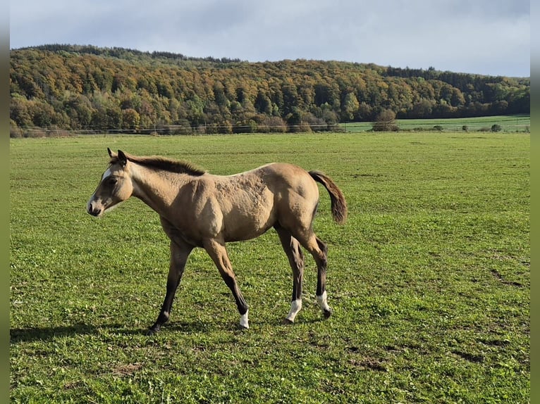 American Quarter Horse Hengst Fohlen (06/2024) 154 cm Hellbrauner in TannTann