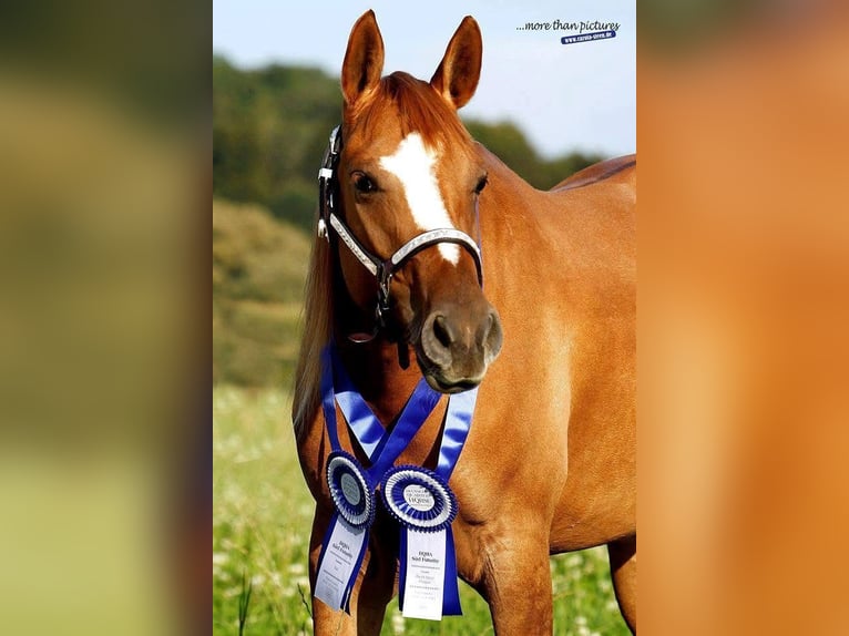 American Quarter Horse Hengst Fohlen (05/2026) 154 cm Palomino in Neufra