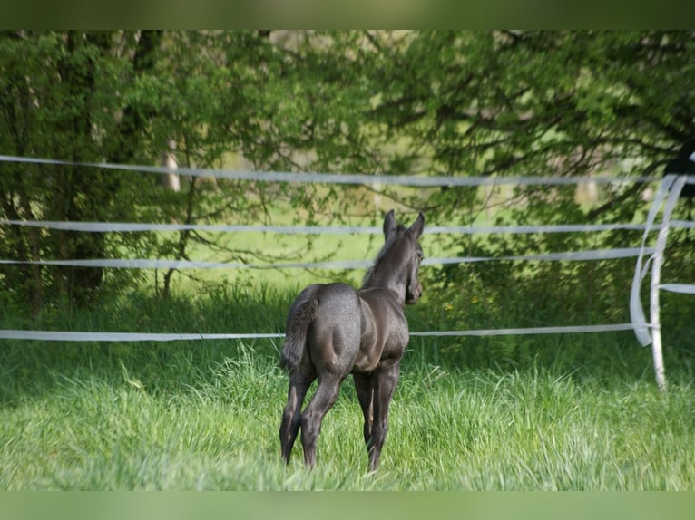 American Quarter Horse Hengst  154 cm Roan-Blue in Breitenbach