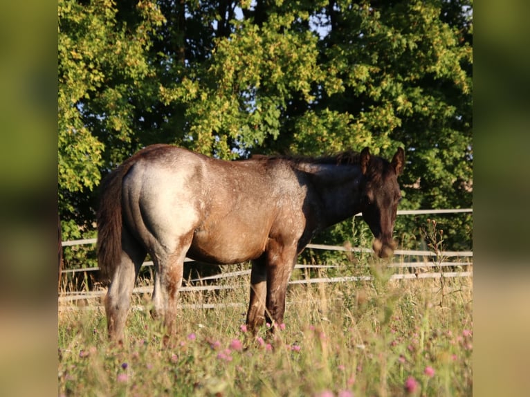 American Quarter Horse Hengst Fohlen (04/2025) 154 cm Roan-Blue in Breitenbach