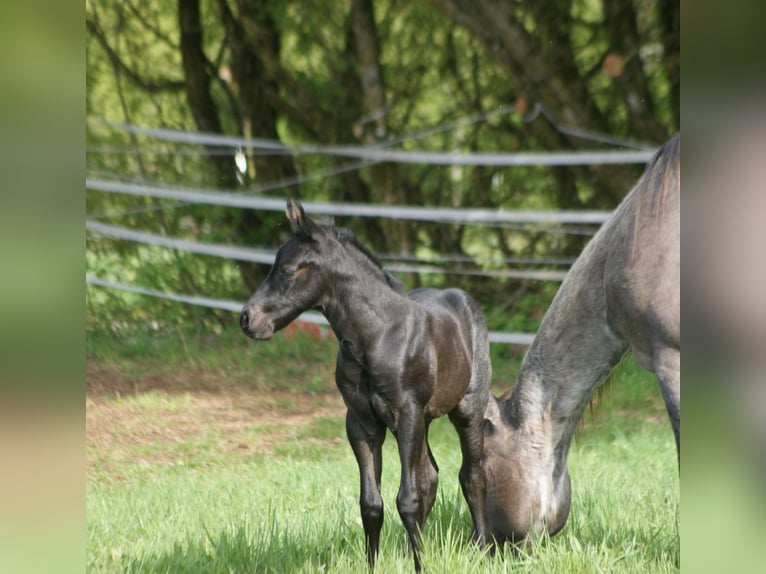 American Quarter Horse Hengst  154 cm Roan-Blue in Breitenbach