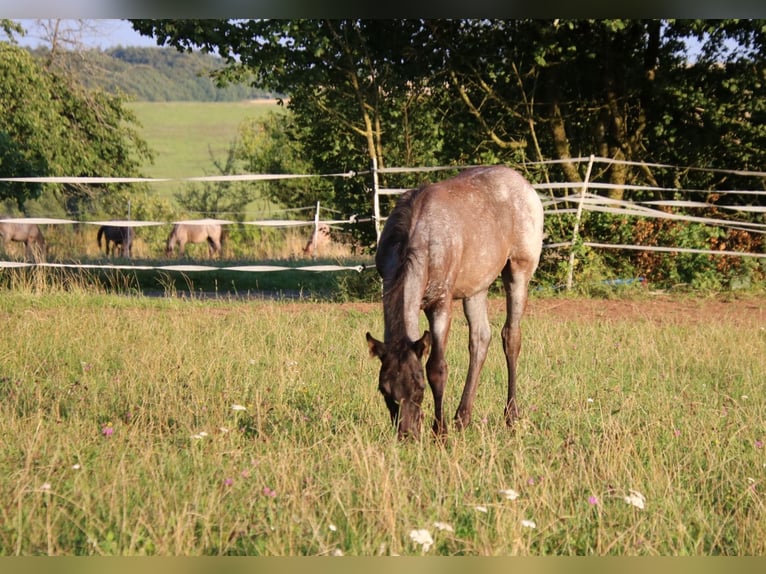 American Quarter Horse Hengst Fohlen (04/2025) 154 cm Roan-Blue in Breitenbach