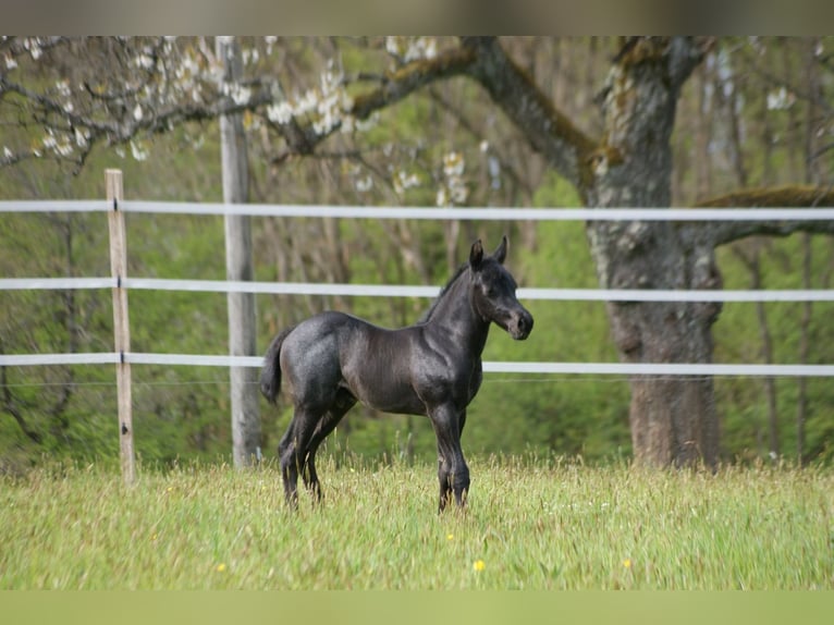 American Quarter Horse Hengst  154 cm Roan-Blue in Breitenbach