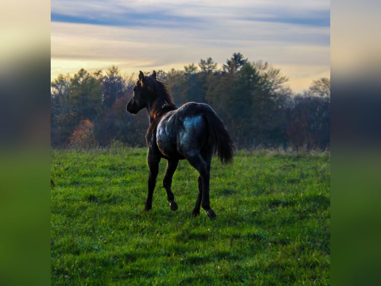American Quarter Horse Hengst Fohlen (04/2025) 154 cm Roan-Blue in Breitenbach