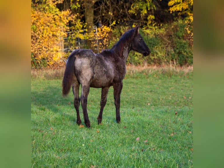 American Quarter Horse Hengst Fohlen (04/2025) 154 cm Roan-Blue in Breitenbach