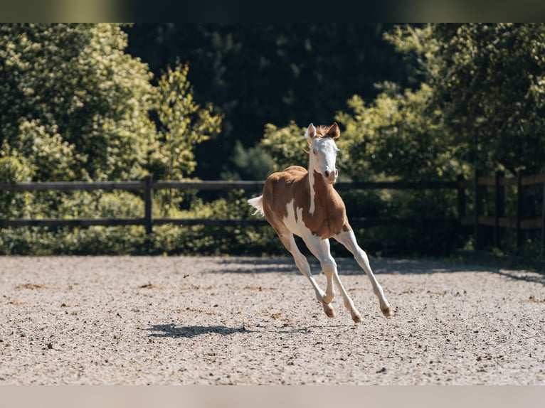 American Quarter Horse Hengst Fohlen (02/2024) 154 cm Schecke in Ottobeuren