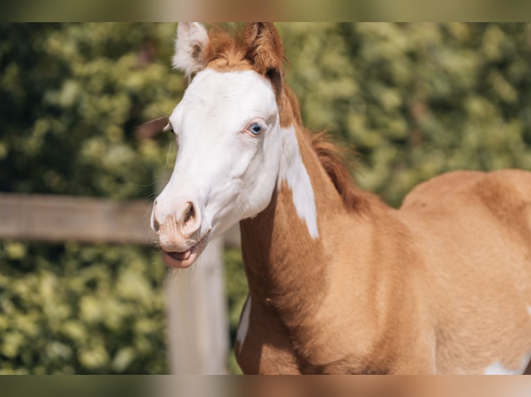 American Quarter Horse Hengst Fohlen (02/2024) 154 cm Schecke in Ottobeuren