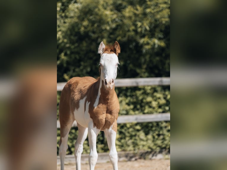 American Quarter Horse Hengst Fohlen (02/2024) 154 cm Schecke in Ottobeuren