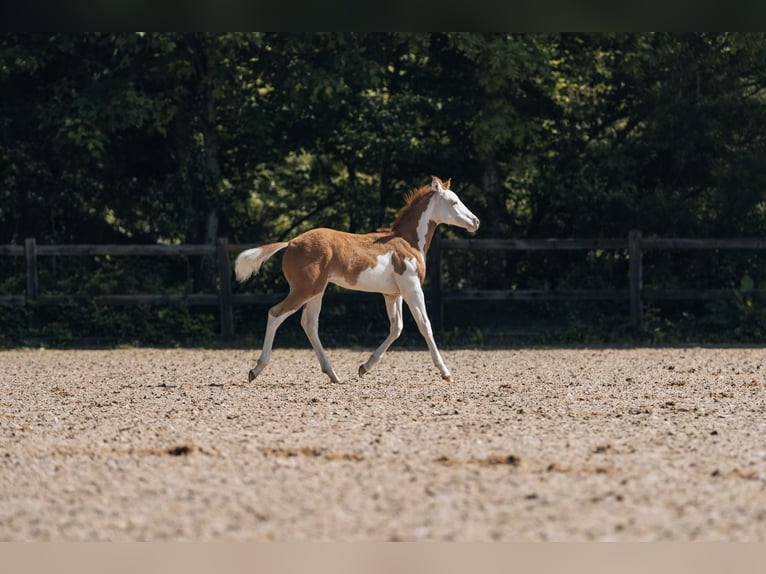 American Quarter Horse Hengst Fohlen (02/2024) 154 cm Schecke in Ottobeuren