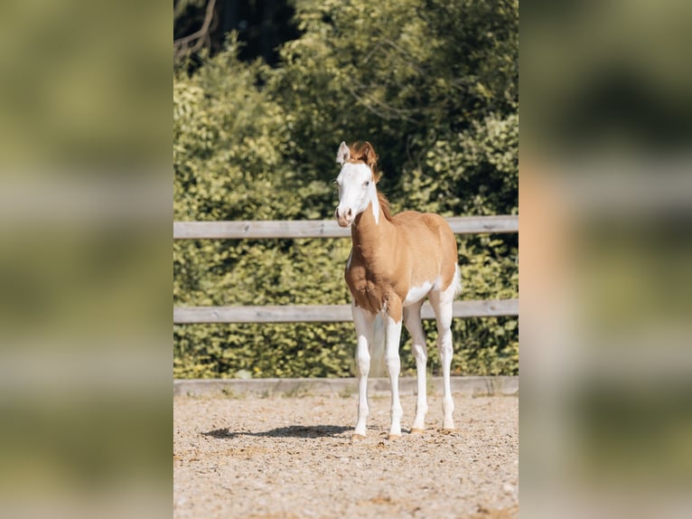 American Quarter Horse Hengst Fohlen (02/2024) 154 cm Schecke in Ottobeuren