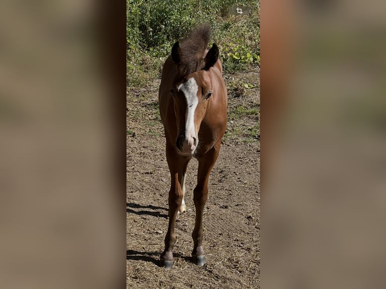American Quarter Horse Hengst Fohlen (04/2026) 155 cm Brauner in Adenau