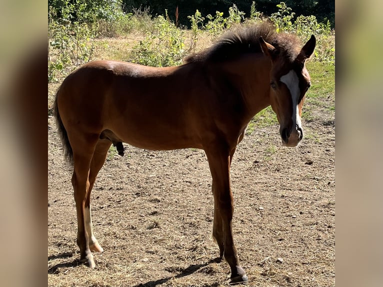 American Quarter Horse Hengst Fohlen (04/2026) 155 cm Brauner in Adenau