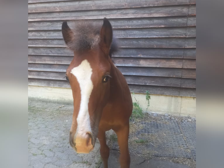 American Quarter Horse Hengst Fohlen (04/2026) 155 cm Brauner in Adenau