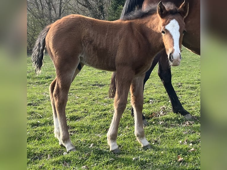 American Quarter Horse Hengst Fohlen (04/2026) 155 cm Brauner in Adenau