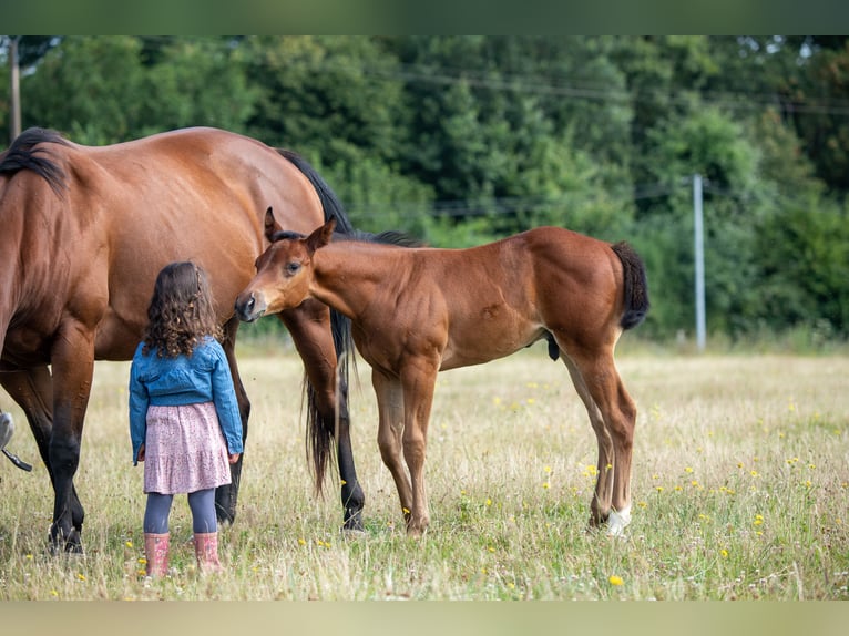 American Quarter Horse Hengst Fohlen (06/2024) 155 cm Brauner in Montigny sur avre