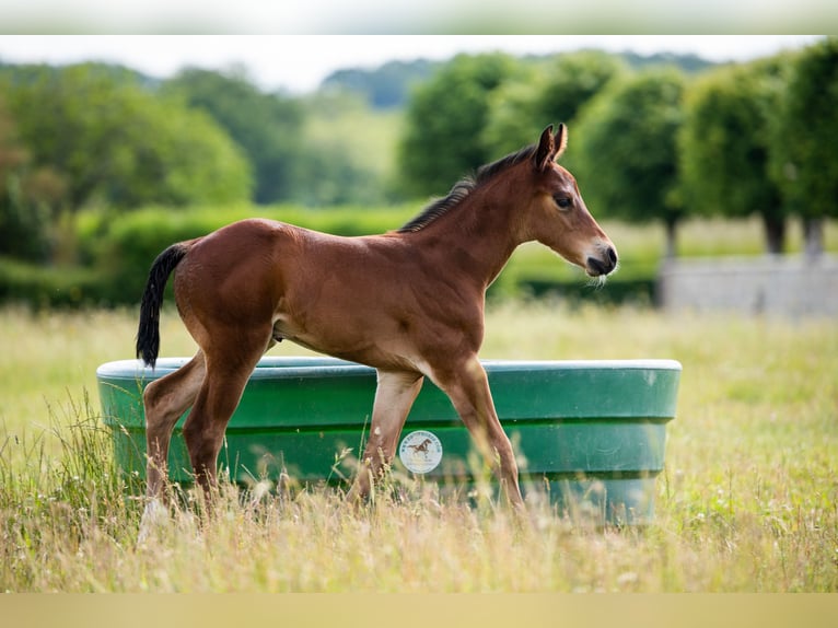 American Quarter Horse Hengst Fohlen (06/2024) 155 cm Brauner in Montigny sur avre