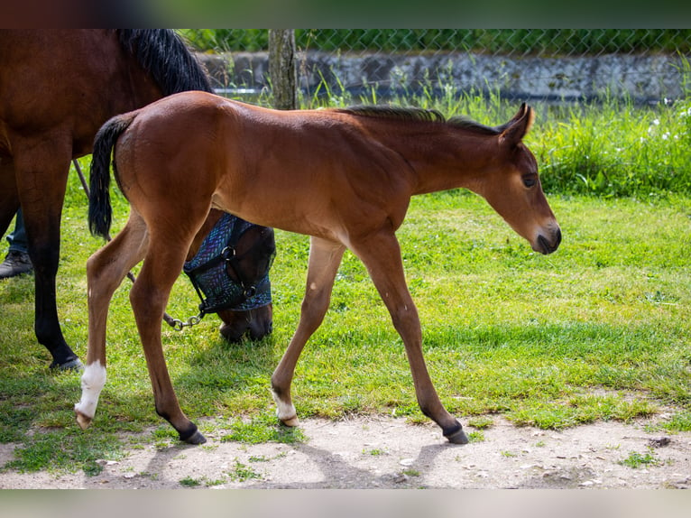 American Quarter Horse Hengst Fohlen (06/2024) 155 cm Brauner in Montigny sur avre