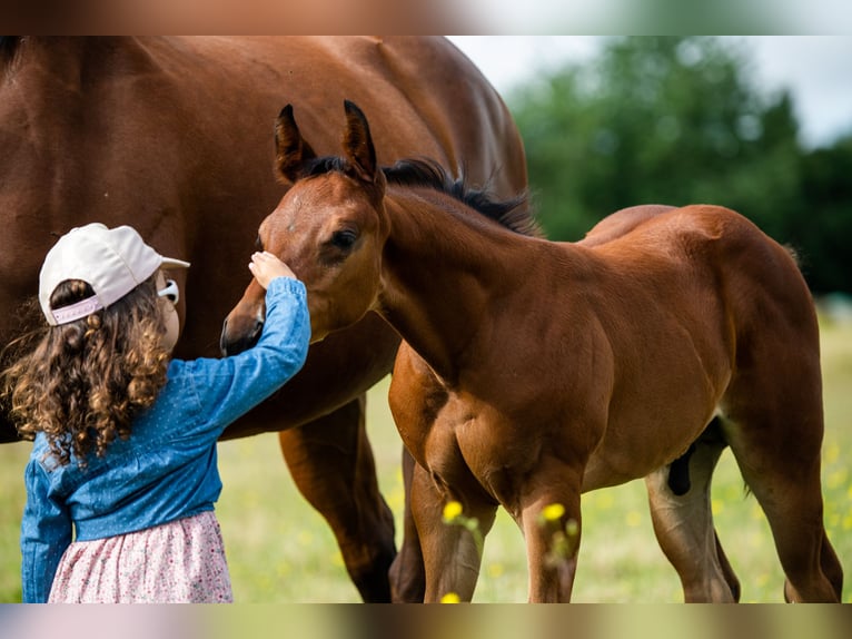 American Quarter Horse Hengst Fohlen (06/2024) 155 cm Brauner in Montigny sur avre